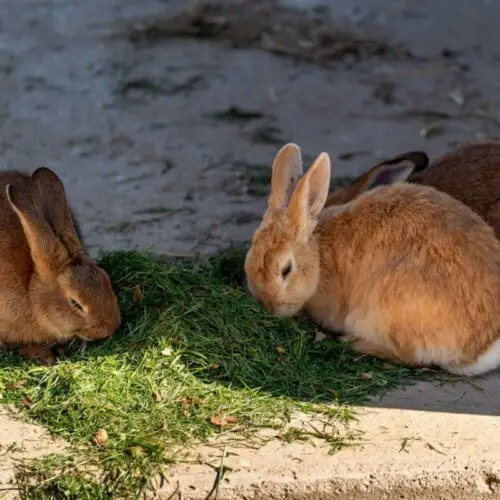 CONFIRMAN ENFERMEDAD HEMORRÁGICA EN CONEJOS, CUYES Y LIEBRES EN ECUADOR
