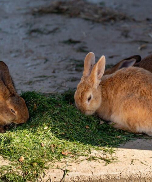CONFIRMAN ENFERMEDAD HEMORRÁGICA EN CONEJOS, CUYES Y LIEBRES EN ECUADOR